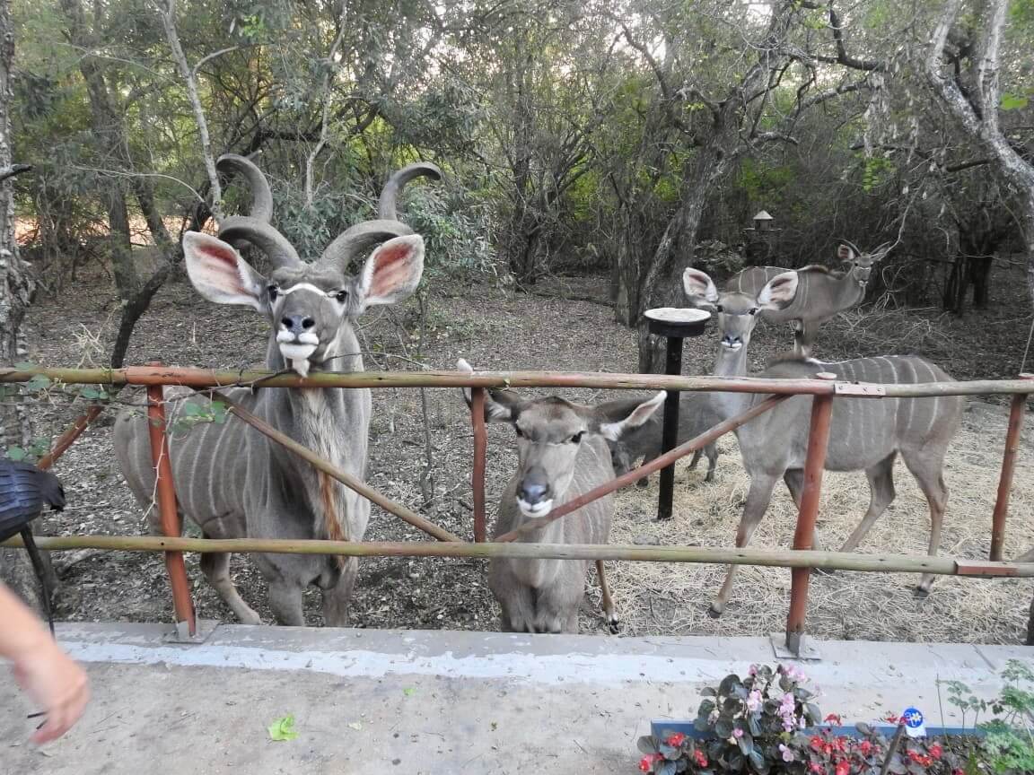Kruger Wildlife